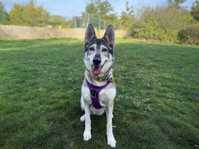 undefined | Siberian Husky Cross | undefined - 10