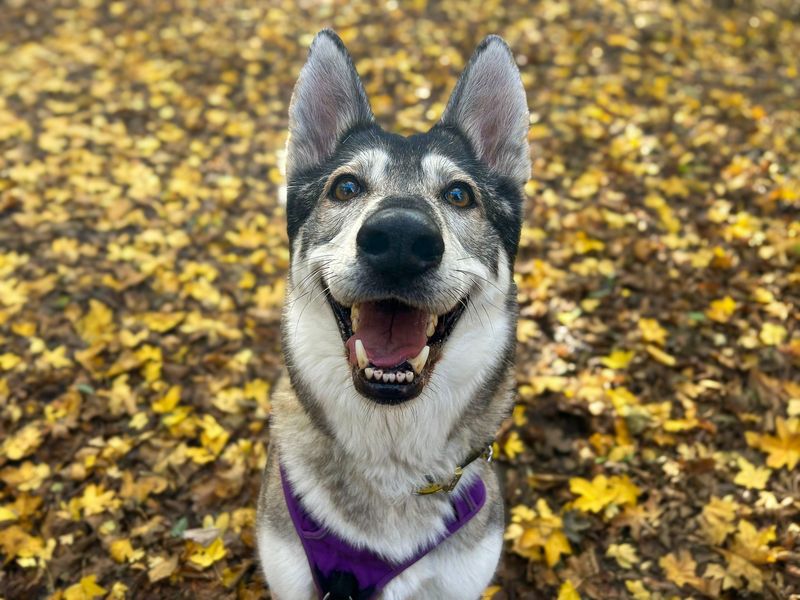 undefined | Siberian Husky Cross | undefined - 13