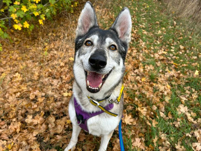 undefined | Siberian Husky Cross | undefined - 3