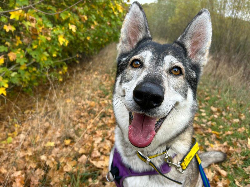 undefined | Siberian Husky Cross | undefined - 15