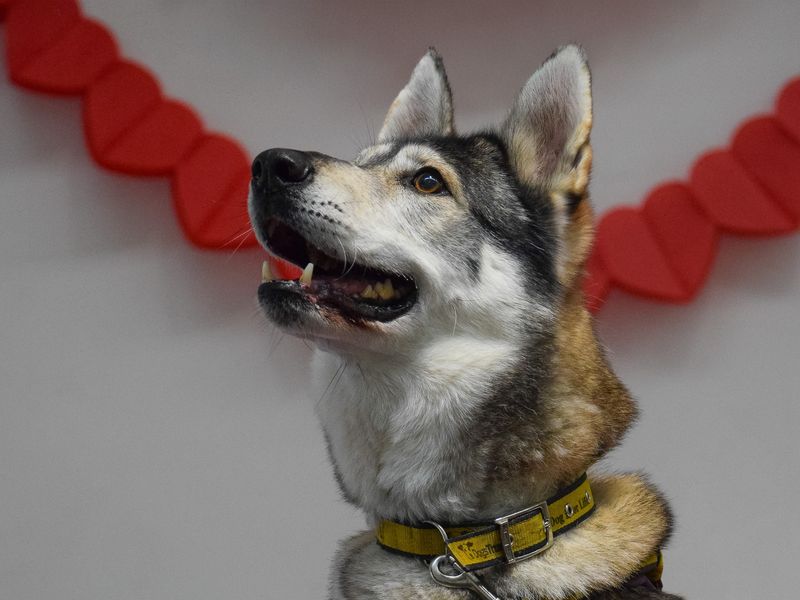 undefined | Siberian Husky Cross | undefined - 12