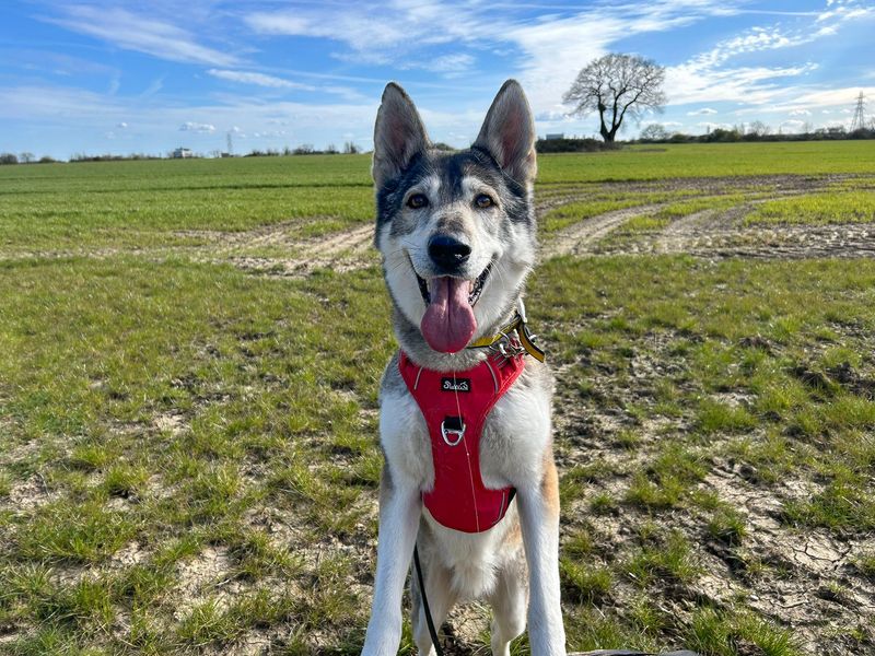 Jessie | Siberian Husky Cross | Basildon (Essex) - 1