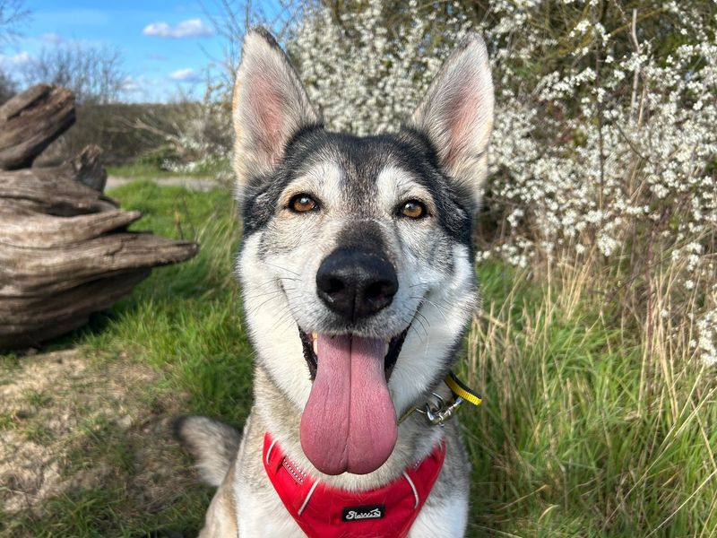 undefined | Siberian Husky Cross | undefined - 4