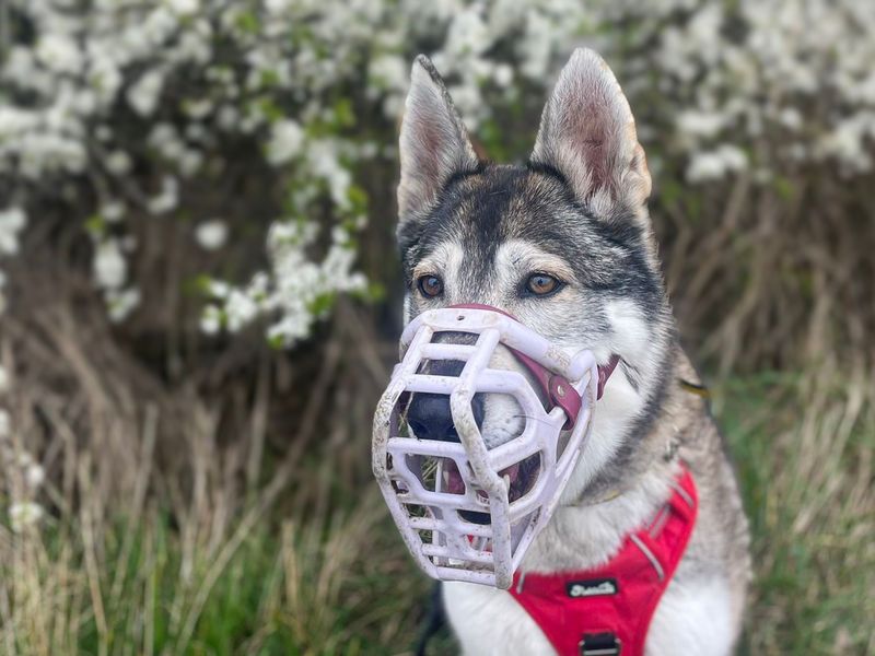 undefined | Siberian Husky Cross | undefined - 5