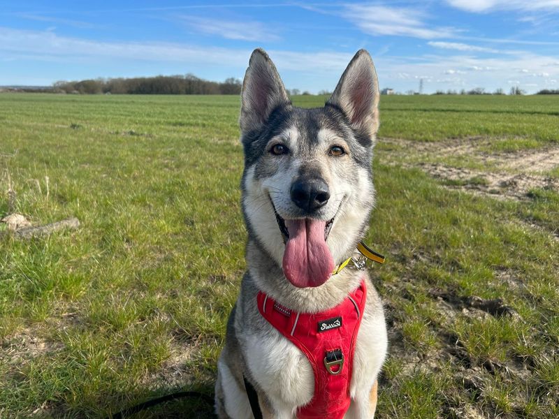 undefined | Siberian Husky Cross | undefined - 14