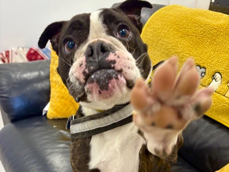 English Bulldog for adoption in Ballymena, Co Antrim – 6 years old - Image 2 of 3
