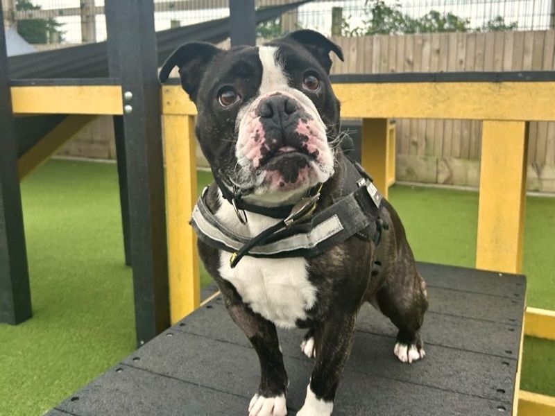 English Bulldog for adoption in Ballymena, Co Antrim – 6 years old