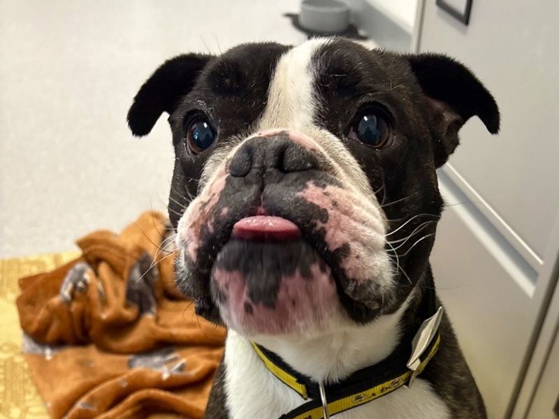 English Bulldog for adoption in Ballymena, Co Antrim – 6 years old - Image 3 of 3