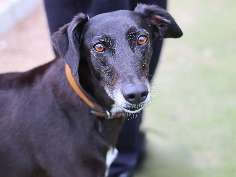 Greyhound for adoption in Manchester, Greater Manchester – 6 years old - Image 1 of 5