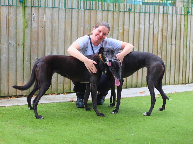 Greyhound for adoption in Manchester, Greater Manchester – 6 years old - Image 2 of 5