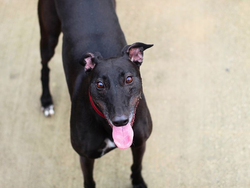 Greyhound for adoption in Manchester, Greater Manchester – 6 years old - Image 3 of 5