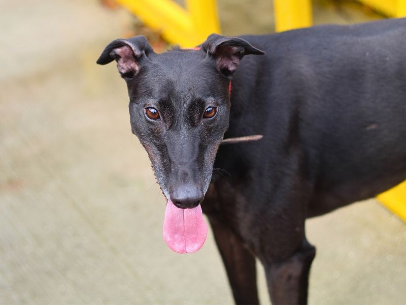 Greyhound for adoption in Manchester, Greater Manchester – 6 years old - Image 5 of 5
