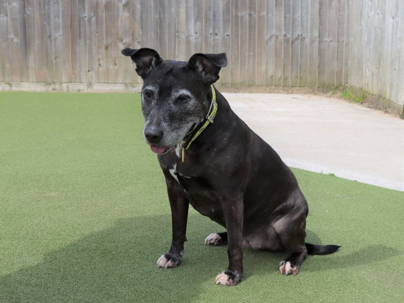 Staffordshire Bull Terrier for adoption in Evesham, Worcestershire – 11 years old - Image 3 of 5