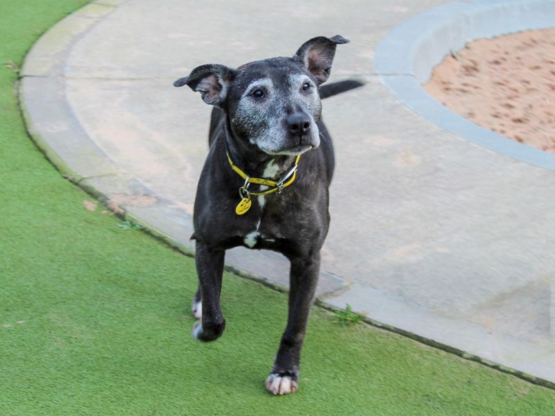 Staffordshire Bull Terrier for adoption in Evesham, Worcestershire – 11 years old - Image 4 of 5