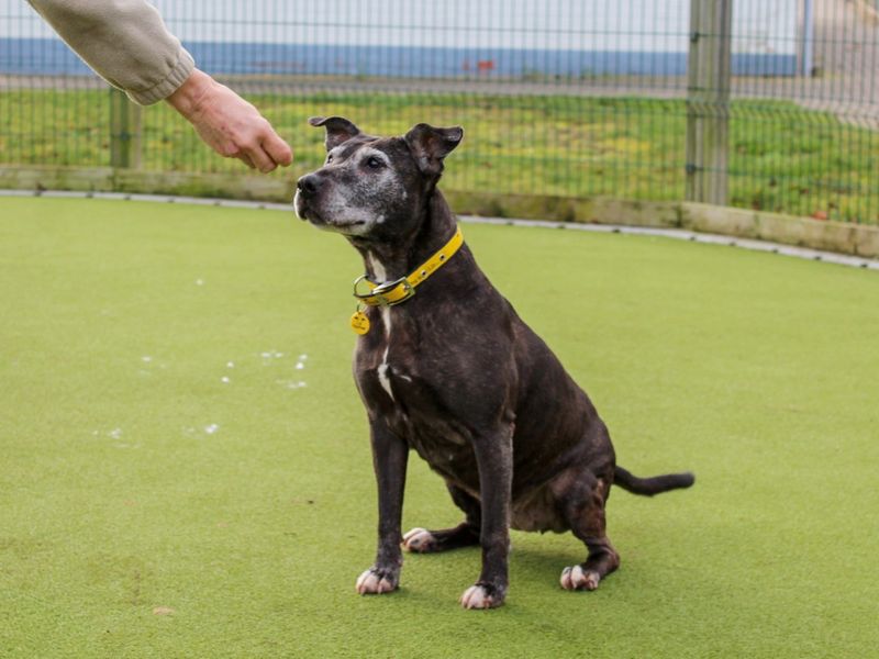 Staffordshire Bull Terrier for adoption in Evesham, Worcestershire – 11 years old