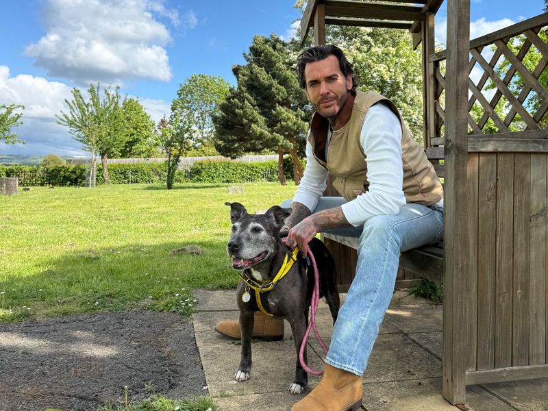 Chelsea | Terrier (Staffordshire Bull) | Evesham (Worcestershire) - 1