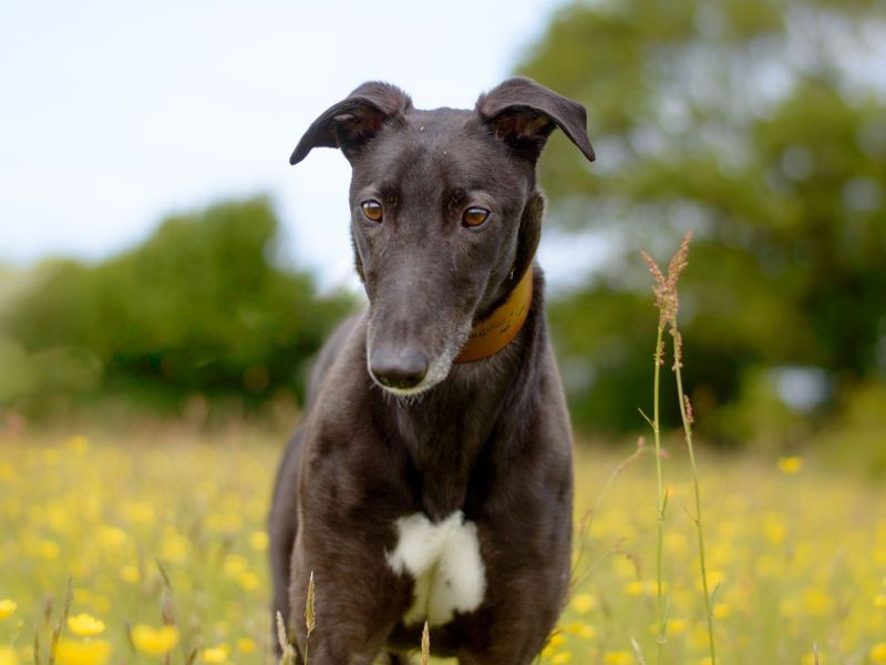 Sam for sale in Kenilworth, Warks - Image 3