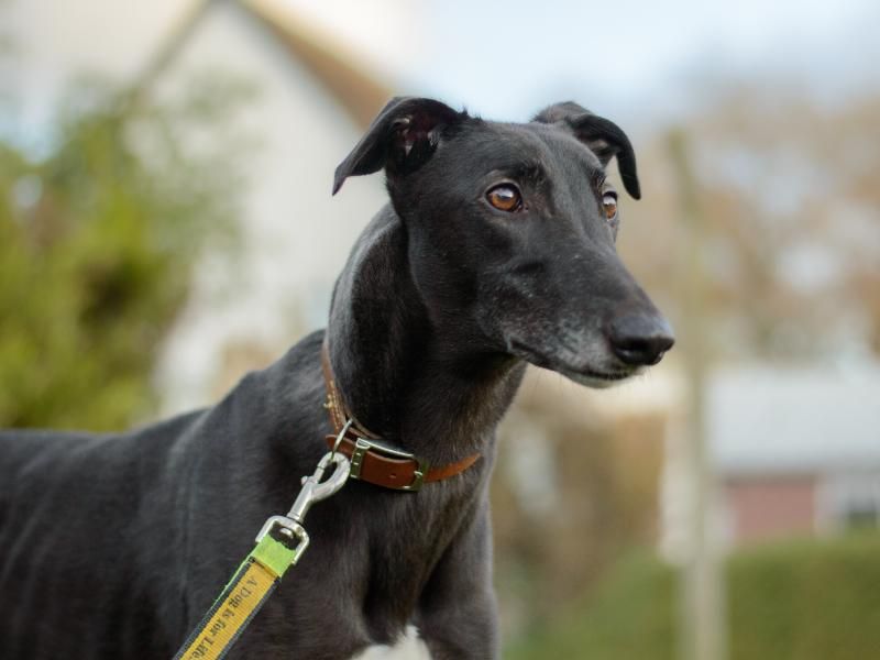 Sam for sale in Kenilworth, Warks - Image 6