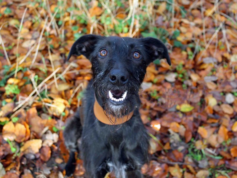 Border terrier hot sale lurcher cross