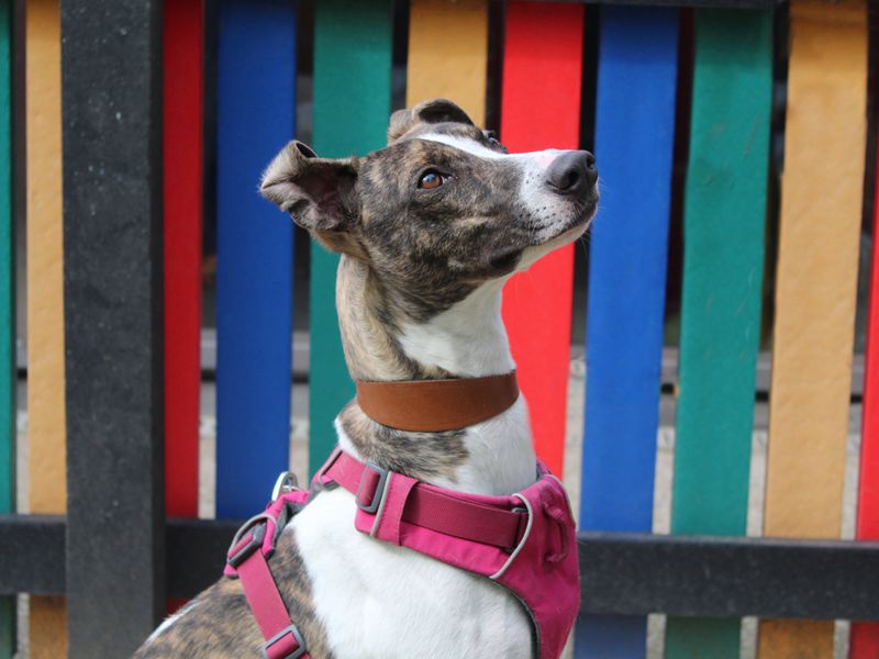 Orla | Whippet Cross | Merseyside (Liverpool) - 1
