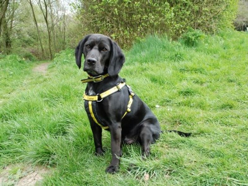 Cooper for sale in Newbury - Image 4