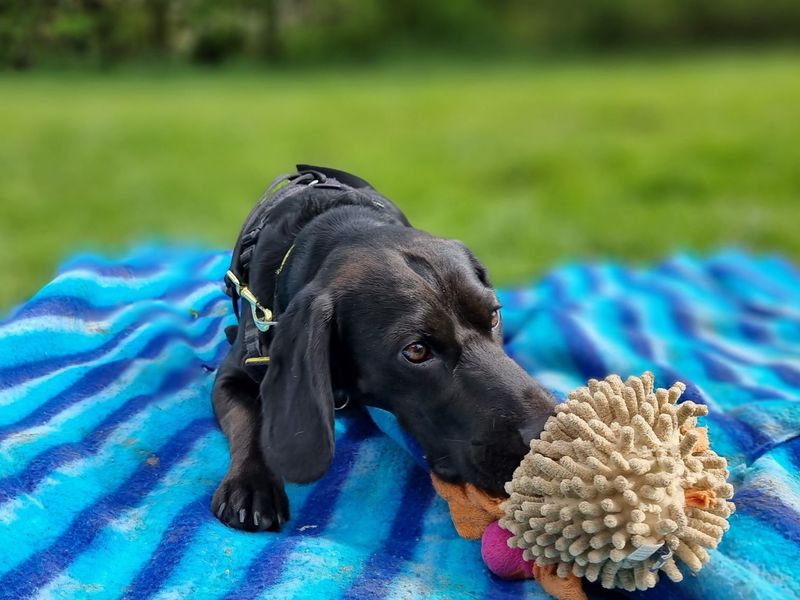 Springer Spaniel puppies for sale in Newbury – 4 years old