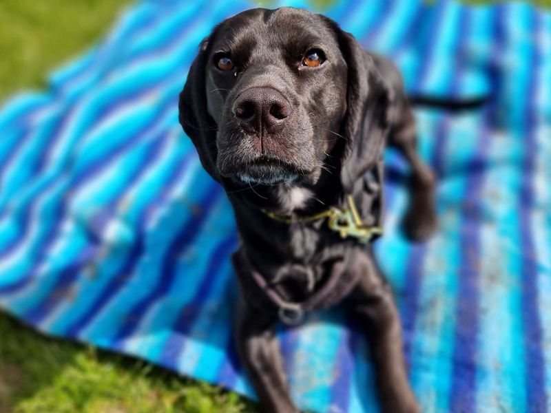 Cooper for sale in Newbury - Image 2