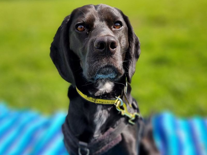 Cooper for sale in Newbury - Image 3