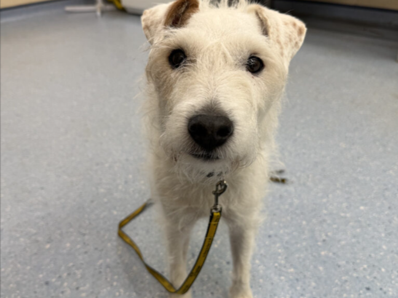 Eddie | Terrier (Parson Russell) | Loughborough - 1