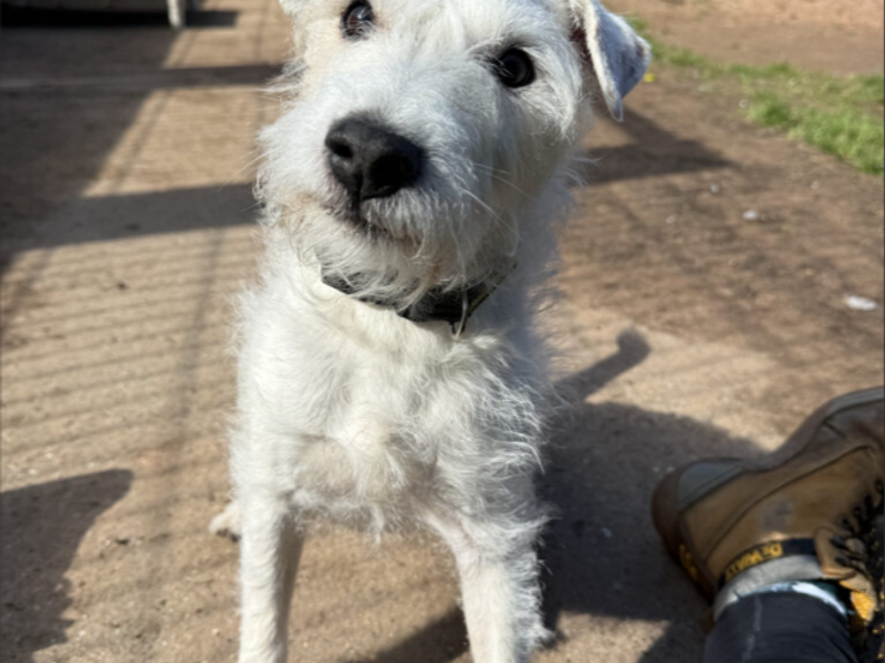 undefined | Terrier (Parson Russell) | undefined - 3