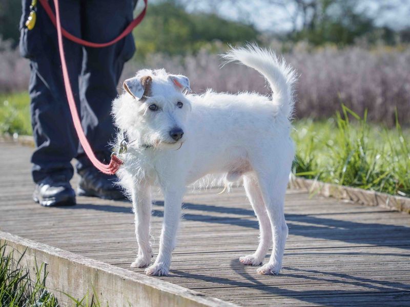 undefined | Terrier (Parson Russell) | undefined - 4