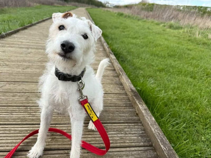 undefined | Terrier (Parson Russell) | undefined - 5