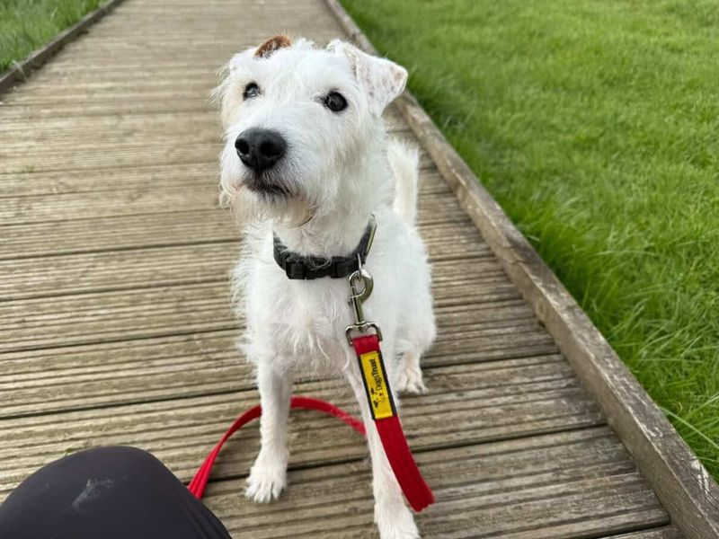 undefined | Terrier (Parson Russell) | undefined - 6