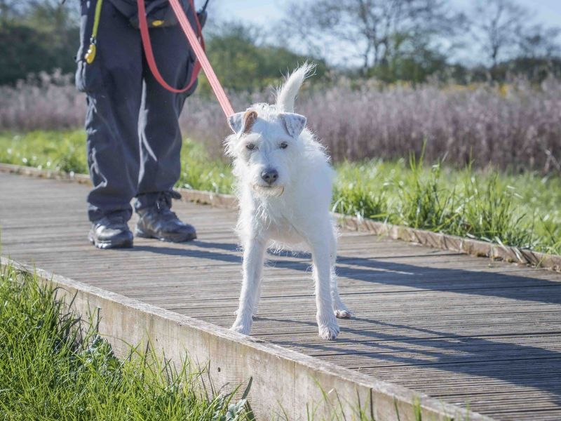 Eddie | Terrier (Parson Russell) | Loughborough - 1