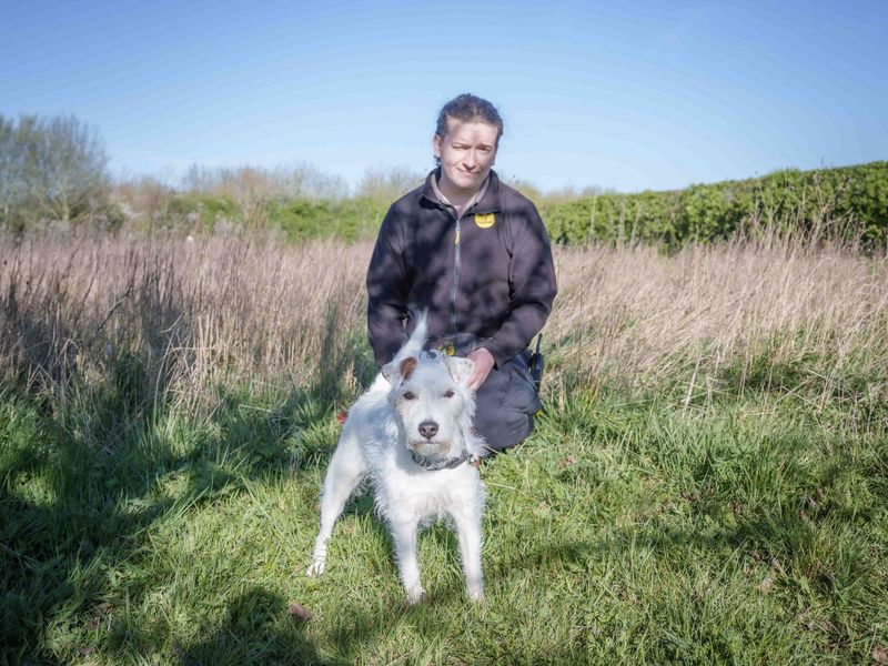 undefined | Terrier (Parson Russell) | undefined - 8