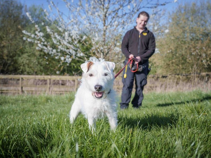 undefined | Terrier (Parson Russell) | undefined - 7