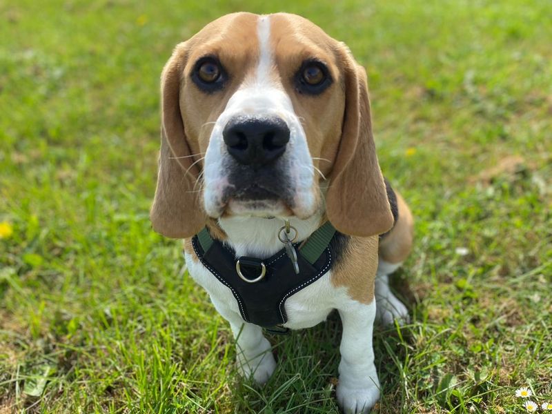 Beagle puppies for sale in Uxbridge – 5 years old