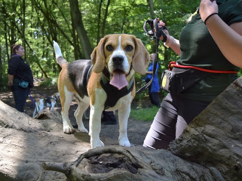 Oskar Adopt a Beagle from Uxbridge, Hillingdon, Greater London