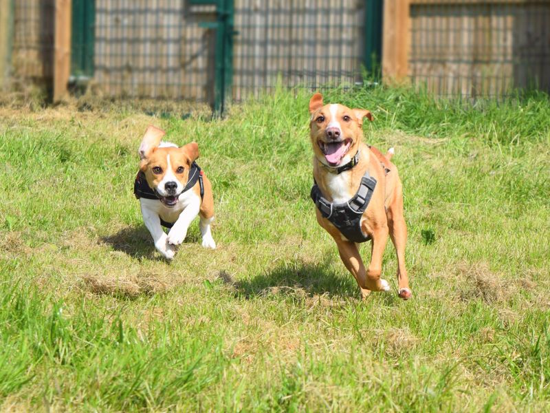 Beagle for adoption in Uxbridge, London – 5 years old - Image 1 of 6