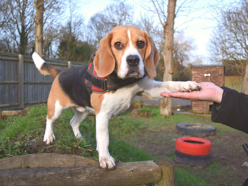 Beagle for adoption in Uxbridge, London – 5 years old - Image 3 of 6