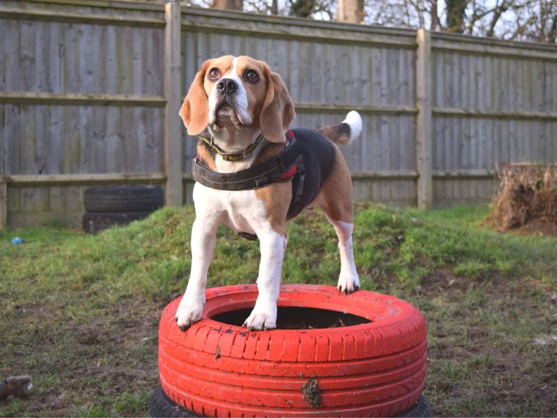 Beagle for adoption in Uxbridge, London – 5 years old - Image 5 of 6
