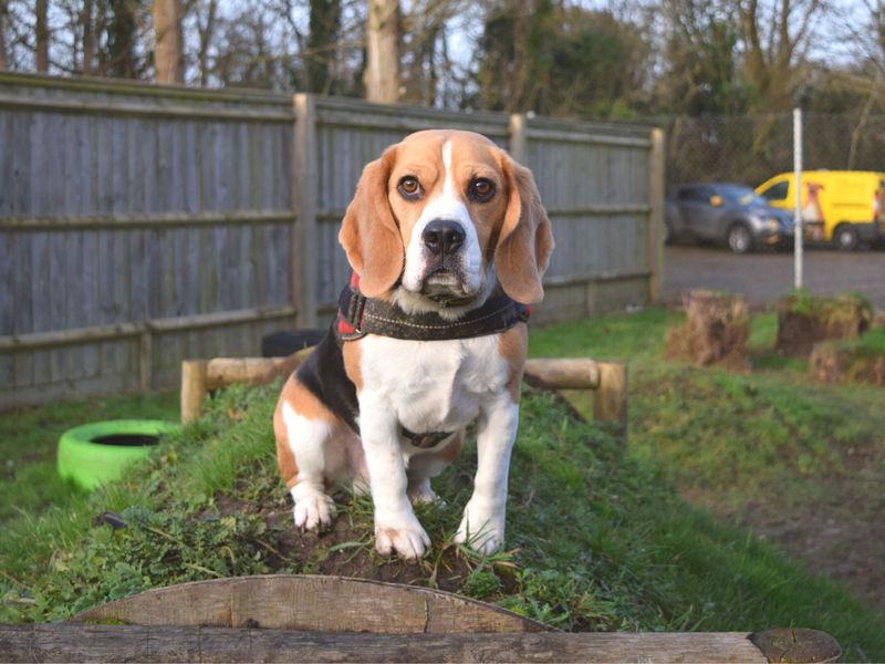 Beagle for adoption in Uxbridge, London – 5 years old - Image 4 of 6