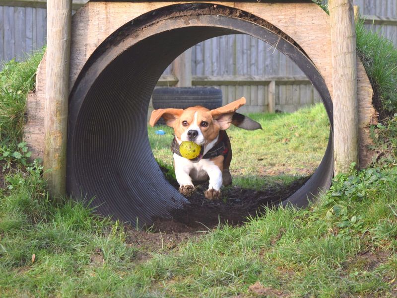 Beagle for adoption in Uxbridge, London – 5 years old - Image 6 of 6