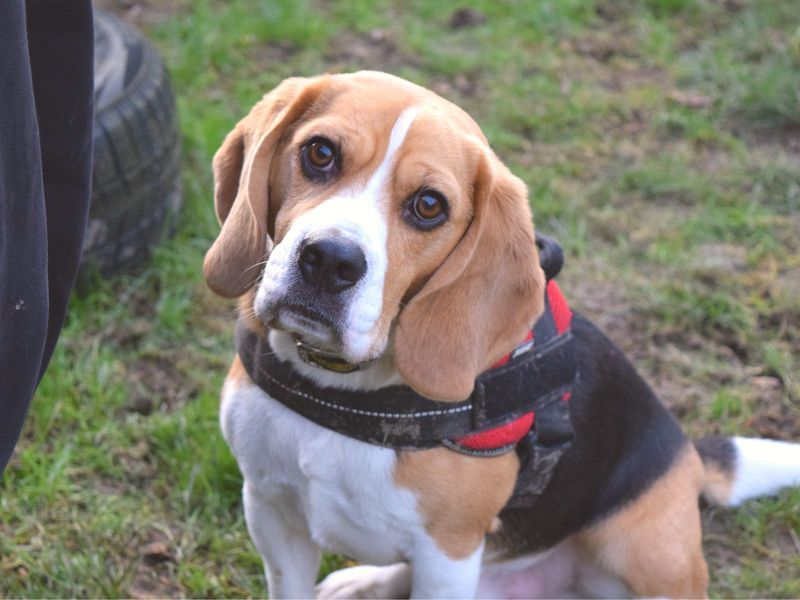 Beagle for adoption in Uxbridge, London – 5 years old - Image 2 of 6
