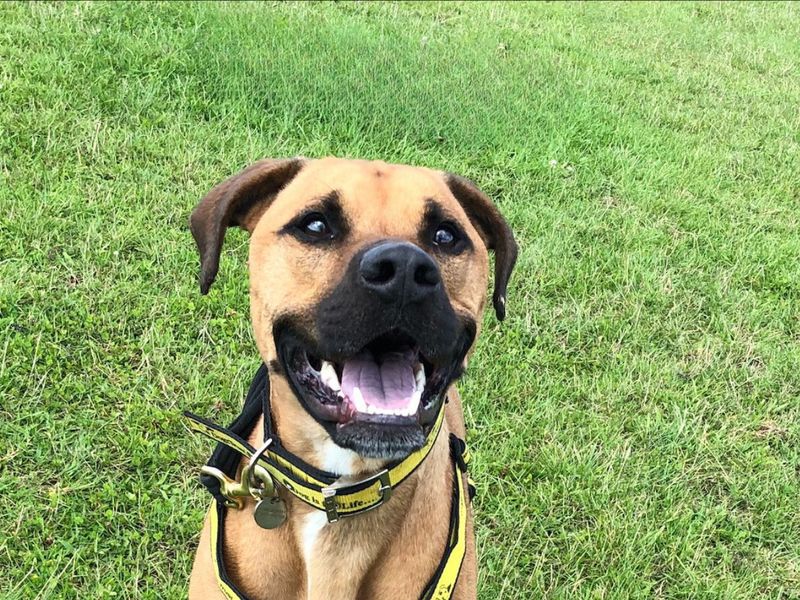 Staffordshire Bull Terrier for adoption in Newton Tony, Wiltshire – 6 years old - Image 3 of 6