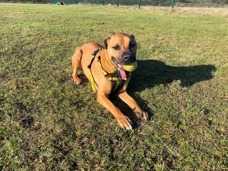 Staffordshire Bull Terrier for adoption in Newton Tony, Wiltshire – 6 years old - Image 4 of 6