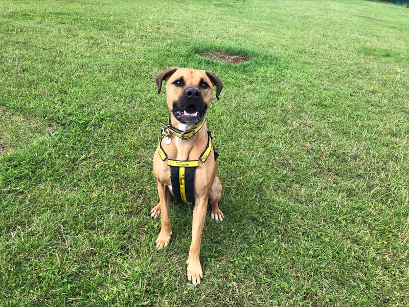 Staffordshire Bull Terrier for adoption in Newton Tony, Wiltshire – 6 years old - Image 6 of 6