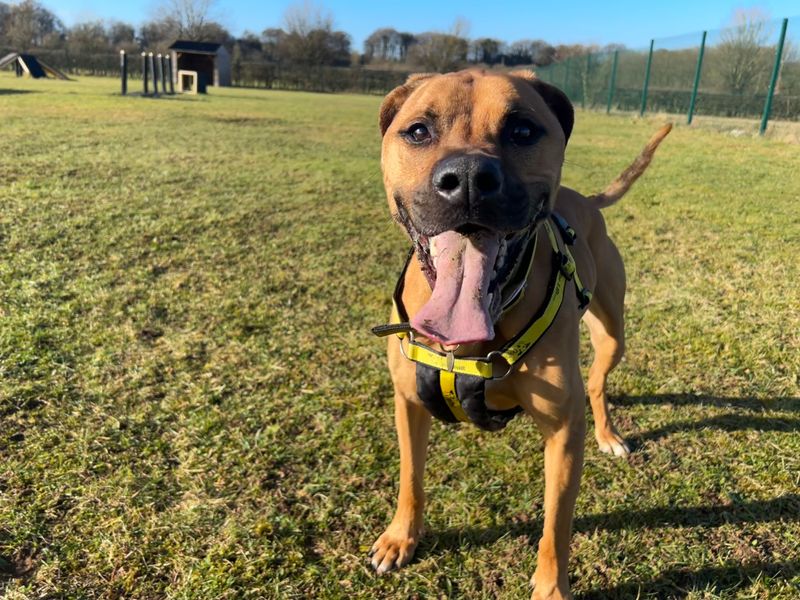 Staffordshire Bull Terrier for adoption in Newton Tony, Wiltshire – 6 years old - Image 1 of 6