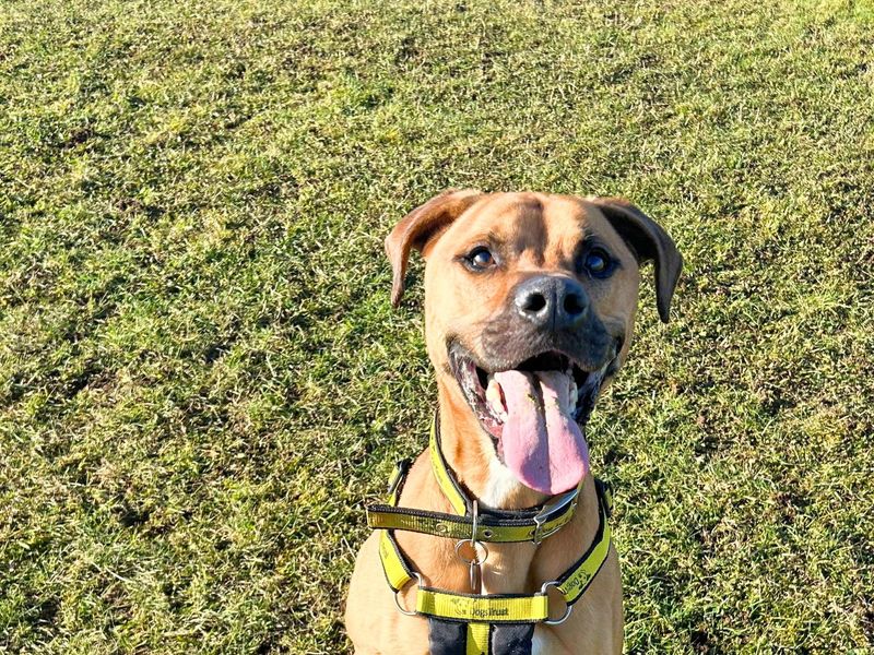 Staffordshire Bull Terrier for adoption in Newton Tony, Wiltshire – 6 years old - Image 2 of 6