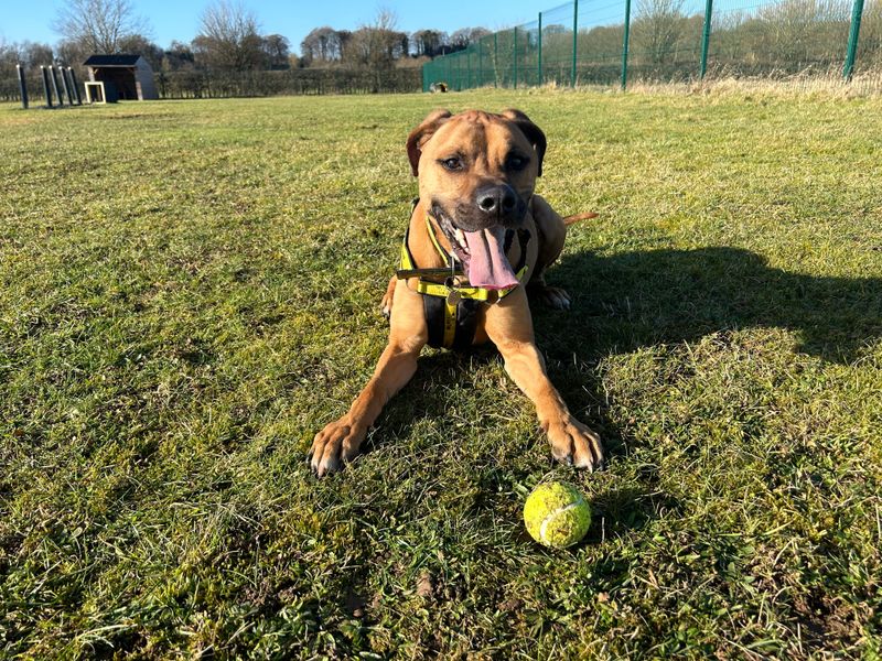 Staffordshire Bull Terrier for adoption in Newton Tony, Wiltshire – 6 years old - Image 5 of 6